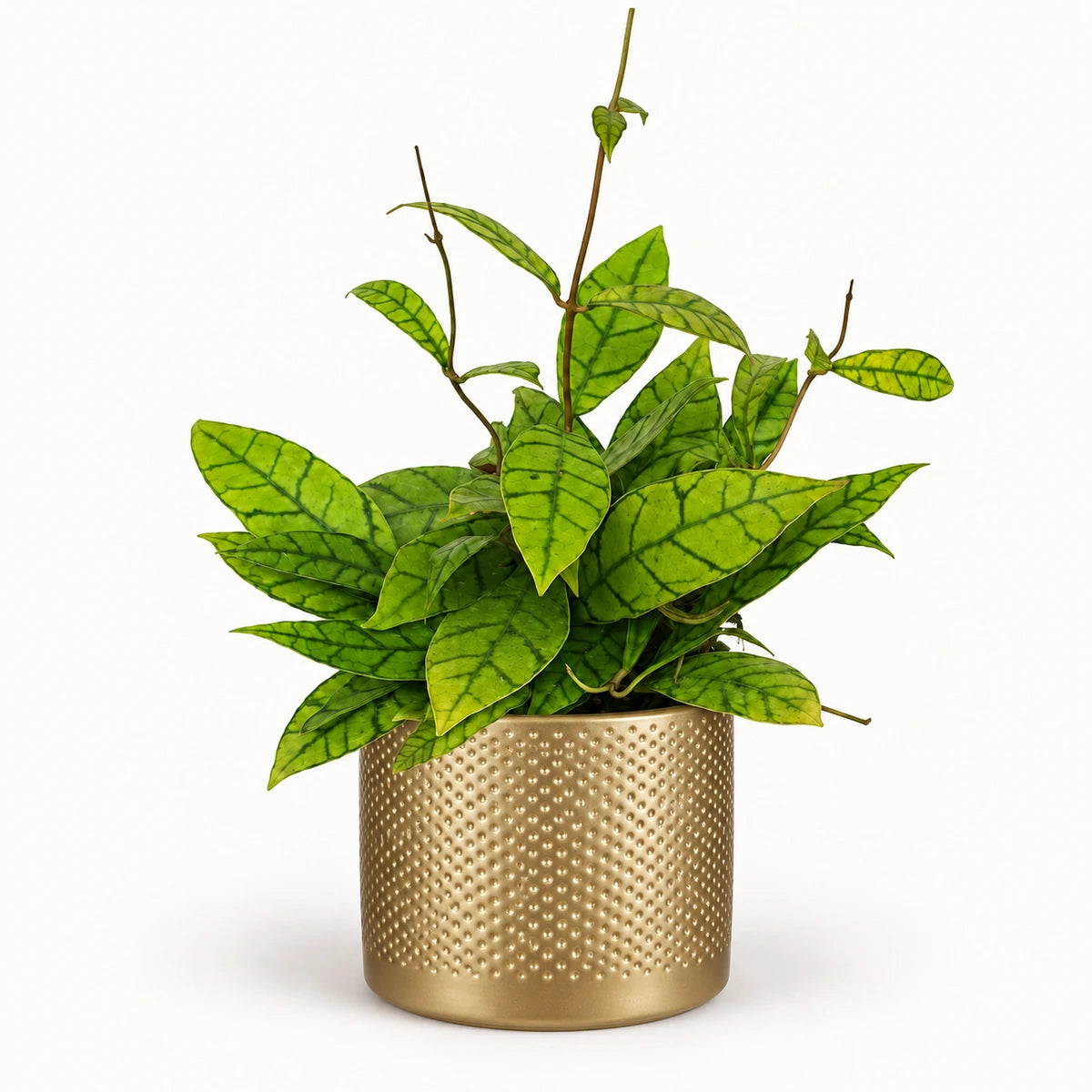 Hoya callistophylla 12cm + Era gold relief 14cm (1059868)