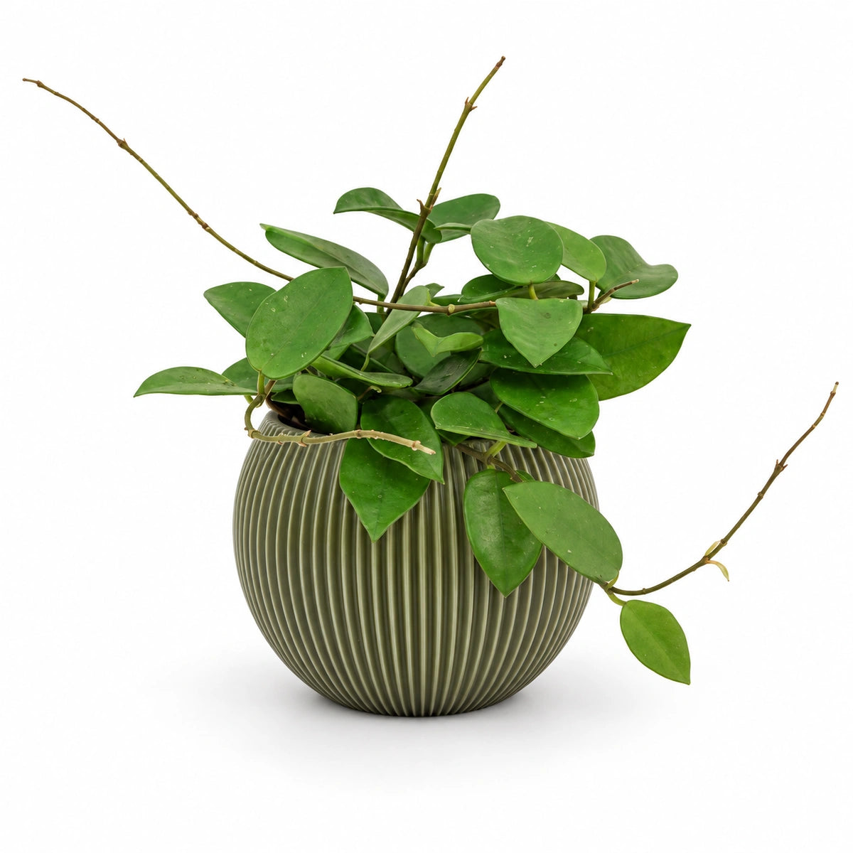 Hoya 'Chouke' 9cm + Capi Vase ball groove green 13cm (BGVGN109)
