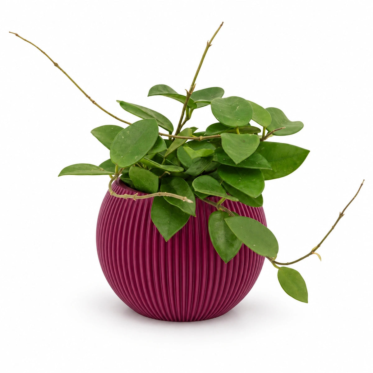 Hoya 'Chouke' 9cm + Capi Vase ball groove purple 13cm (BGVP109)
