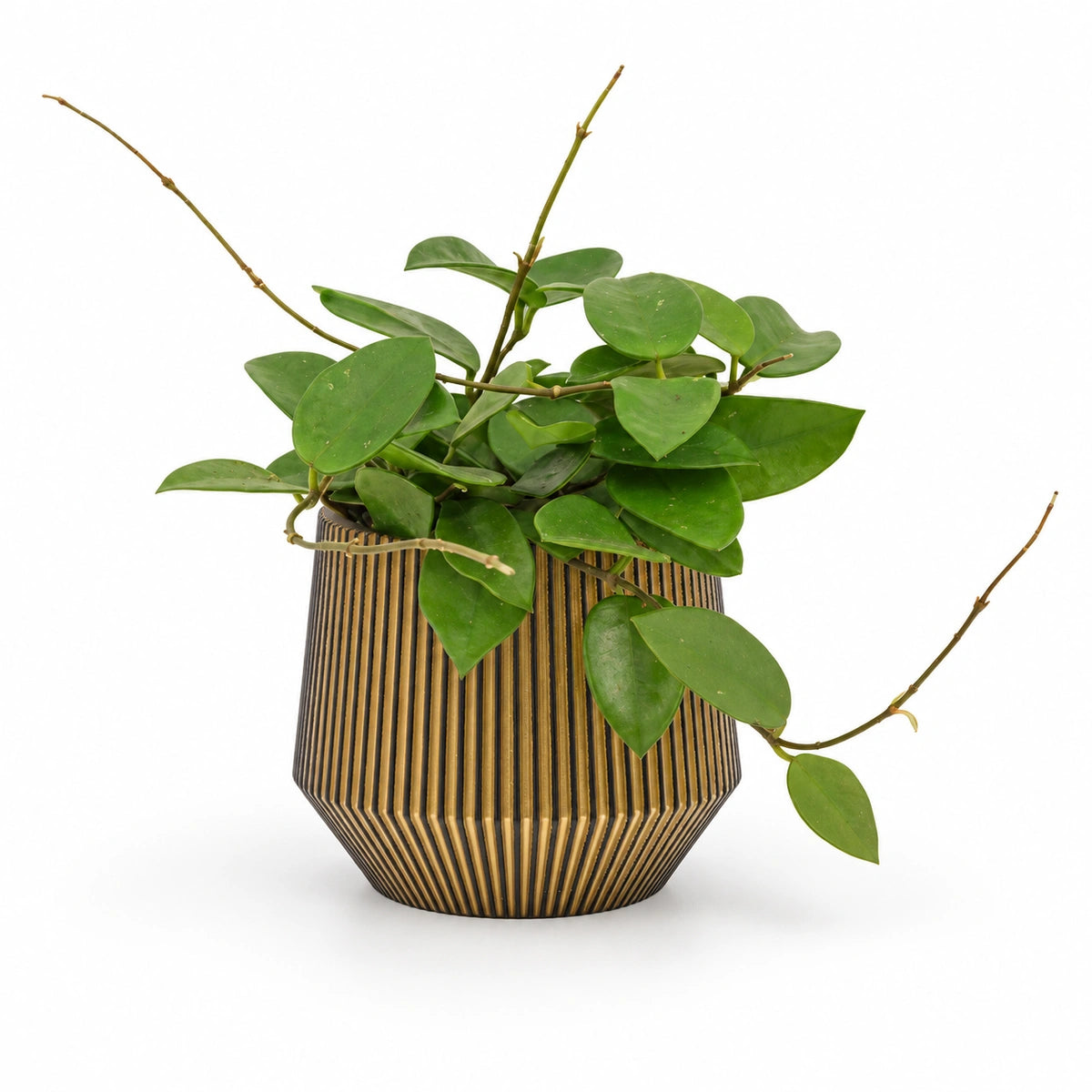 Hoya 'Chouke' 9cm + Capi Vase cylinder geo groove black-gold 13cm (BGVGB332)