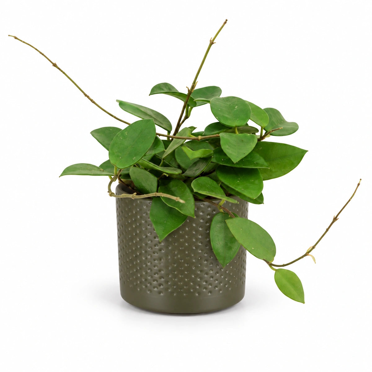 Hoya 'Chouke' 9cm + Era green relief 8.5cm (1096064)