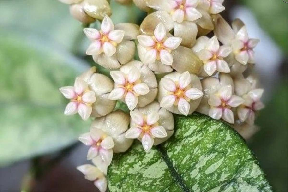 Hoya crassipetiolata 'Splash' — Χόγια (10.5 εκ, 10–15 εκ