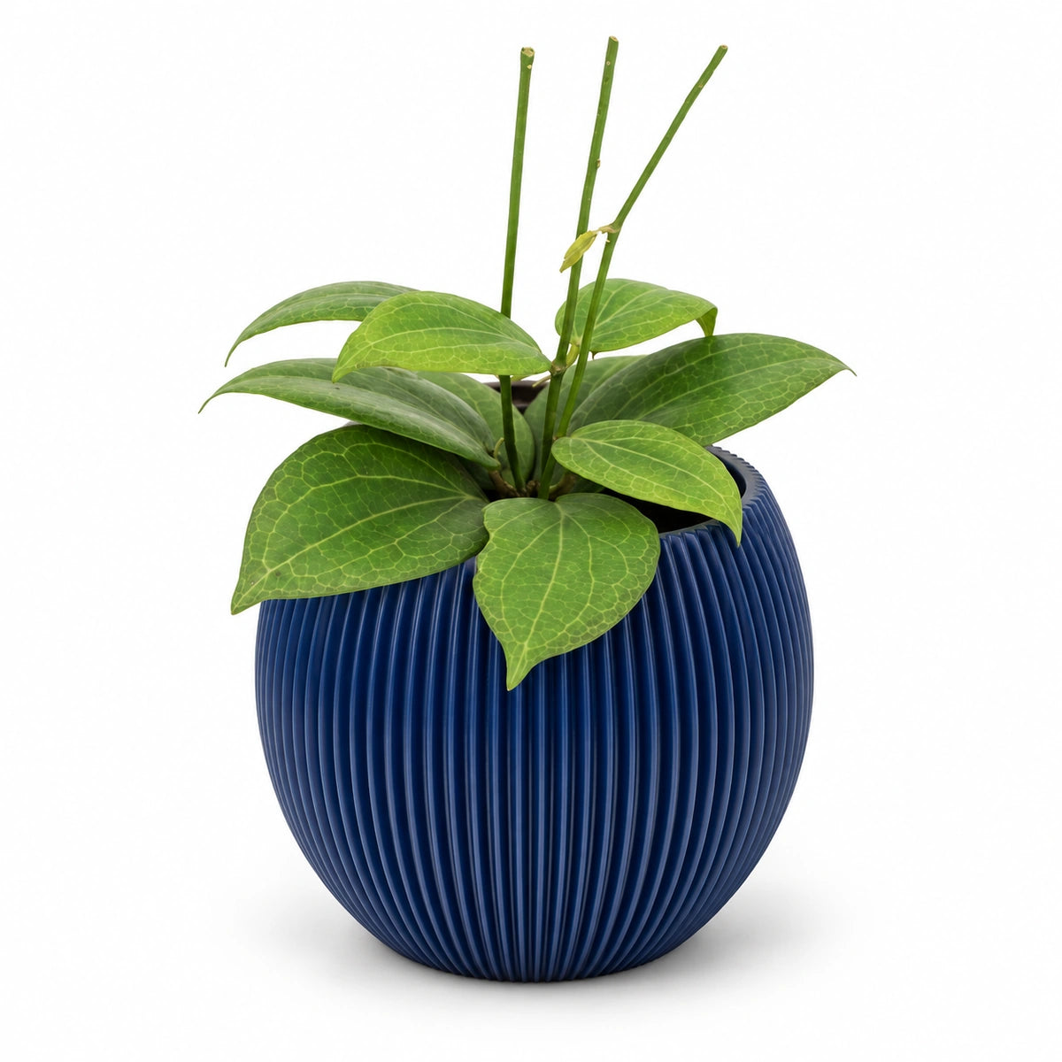 Hoya fitchii 9cm + Capi Vase ball groove dark blue 13cm (BGVDB109)