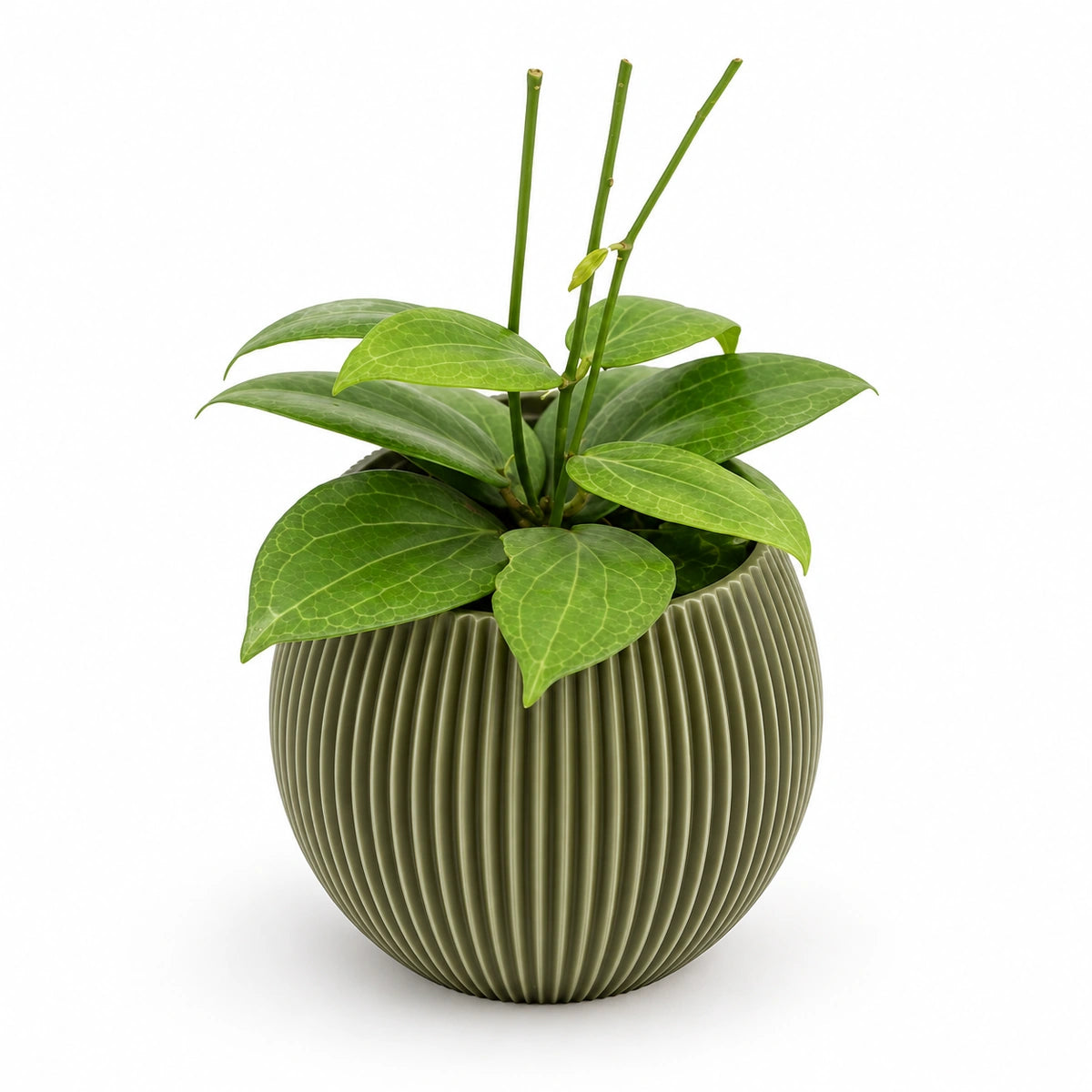 Hoya fitchii 9cm + Capi Vase ball groove green 13cm (BGVGN109)