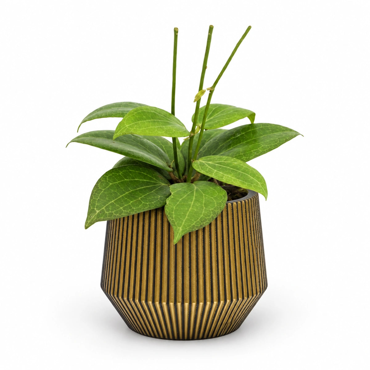 Hoya fitchii 9cm + Capi Vase cylinder geo groove black-gold 13cm (BGVGB332)