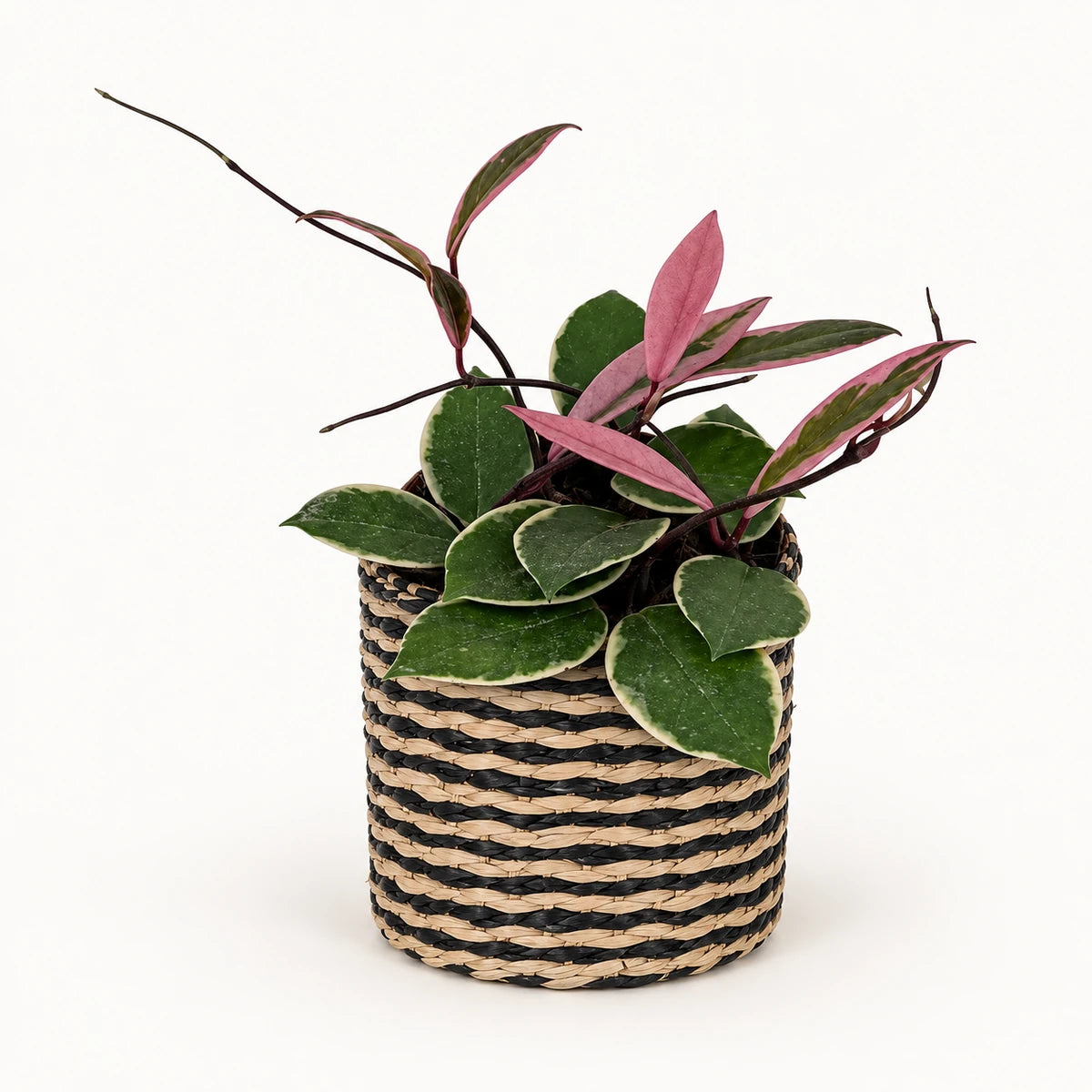 Hoya 'Flamingo Dream' 12cm + Alexis black 13cm (1102736) — σχέδιο 4
