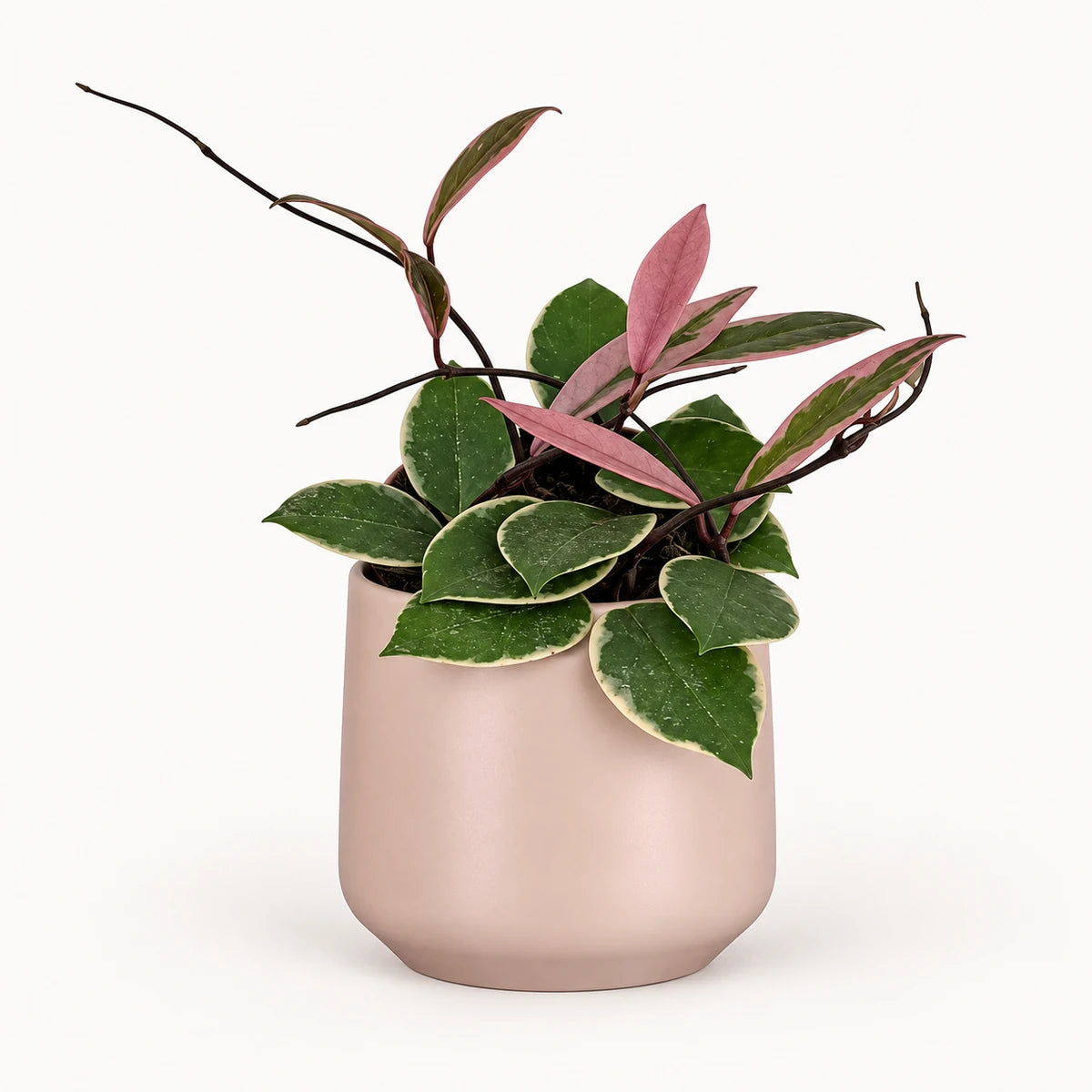 Hoya 'Flamingo Dream' 12cm + Amber l. pink matt 14.5cm (1094378)