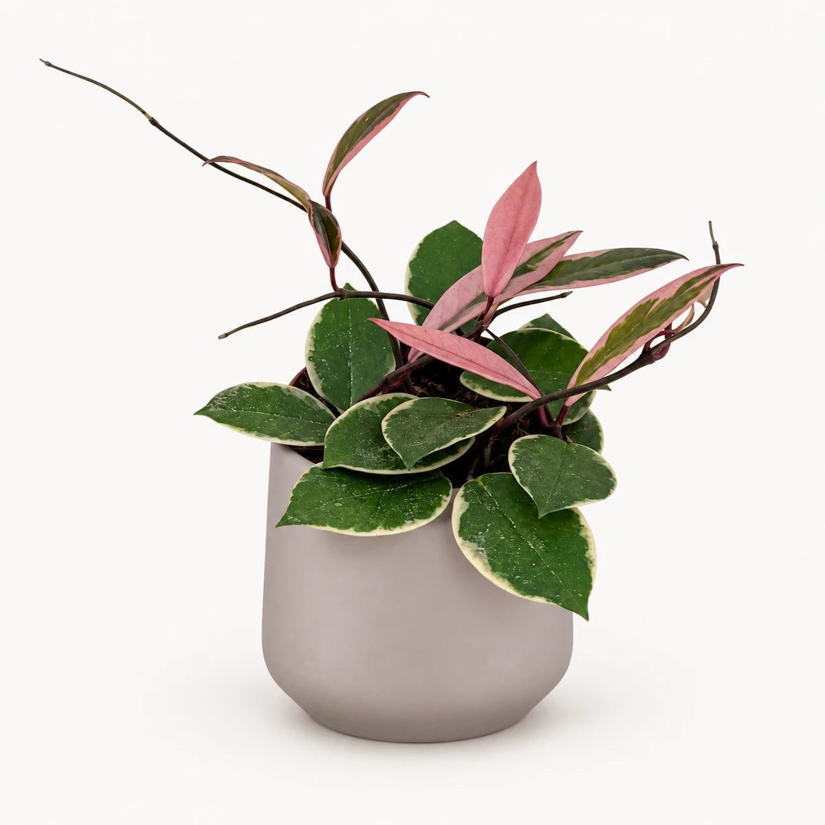 Hoya 'Flamingo Dream' 12cm + Amber taupe matt 12cm (1087665)