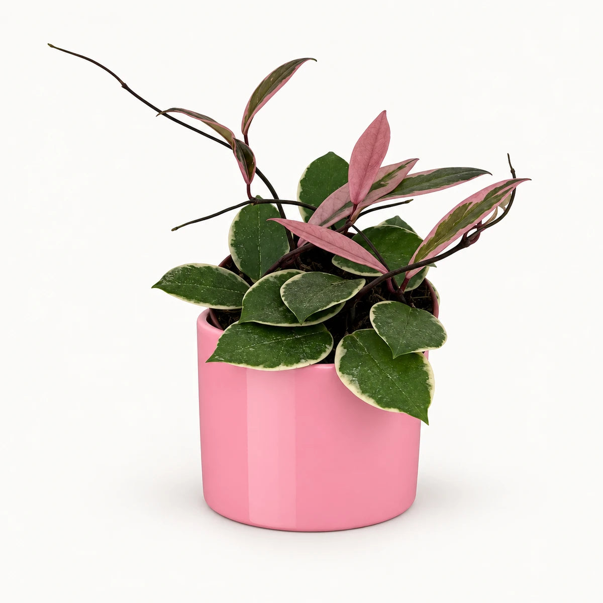 Hoya 'Flamingo Dream' 12cm + Era pink 12cm (1135539)