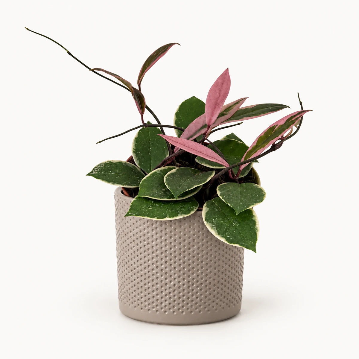 Hoya 'Flamingo Dream' 12cm + Era taupe relief 12cm (1051627)