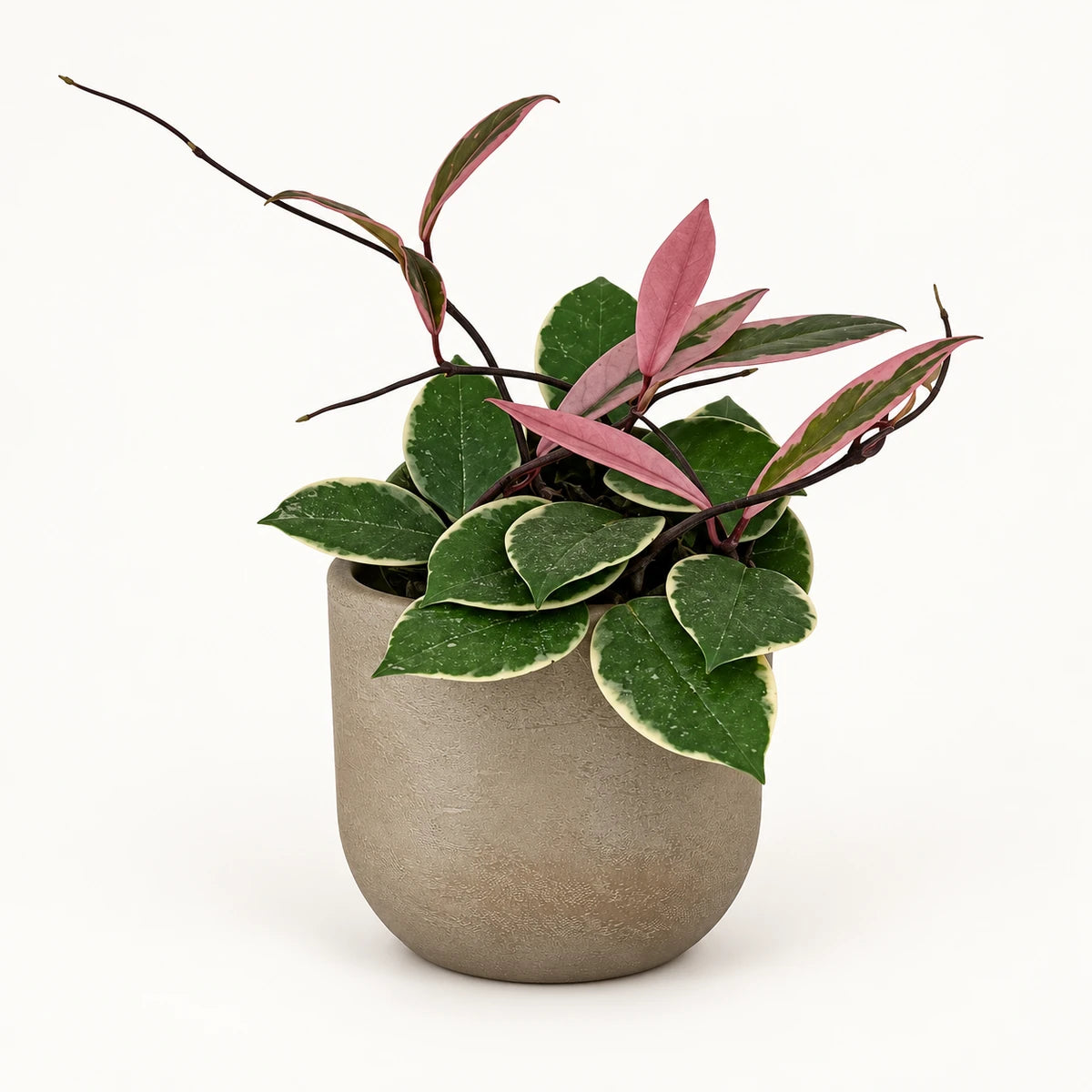 Hoya 'Flamingo Dream' 12cm + Nora taupe 14cm (1074613)