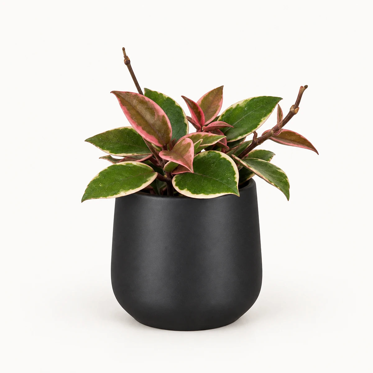 Hoya 'Flamingo Dream' 9cm + Amber dark grey matt 9cm (1087667)