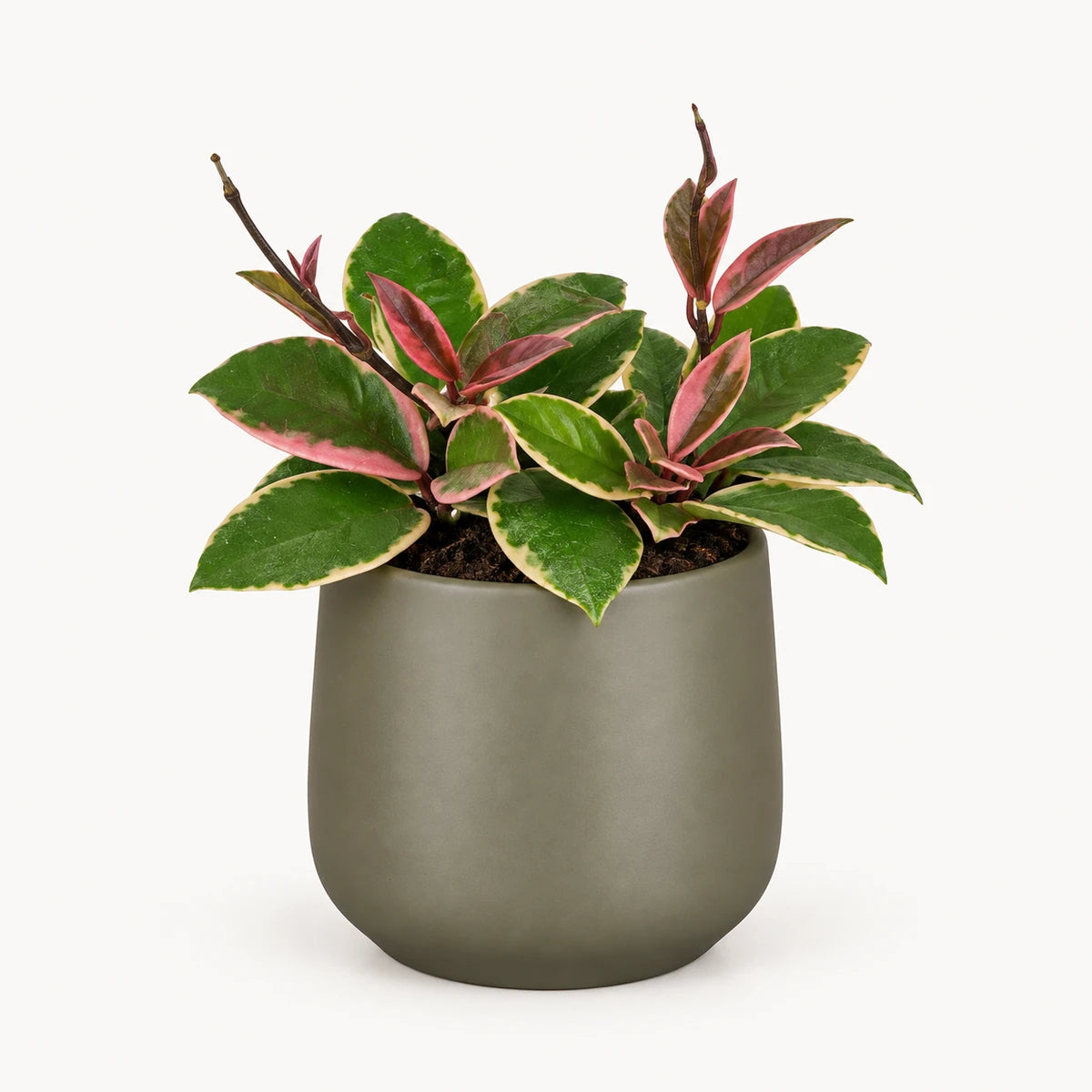 Hoya 'Flamingo Dream' 9cm + Amber green matt 8.5cm (1087670)