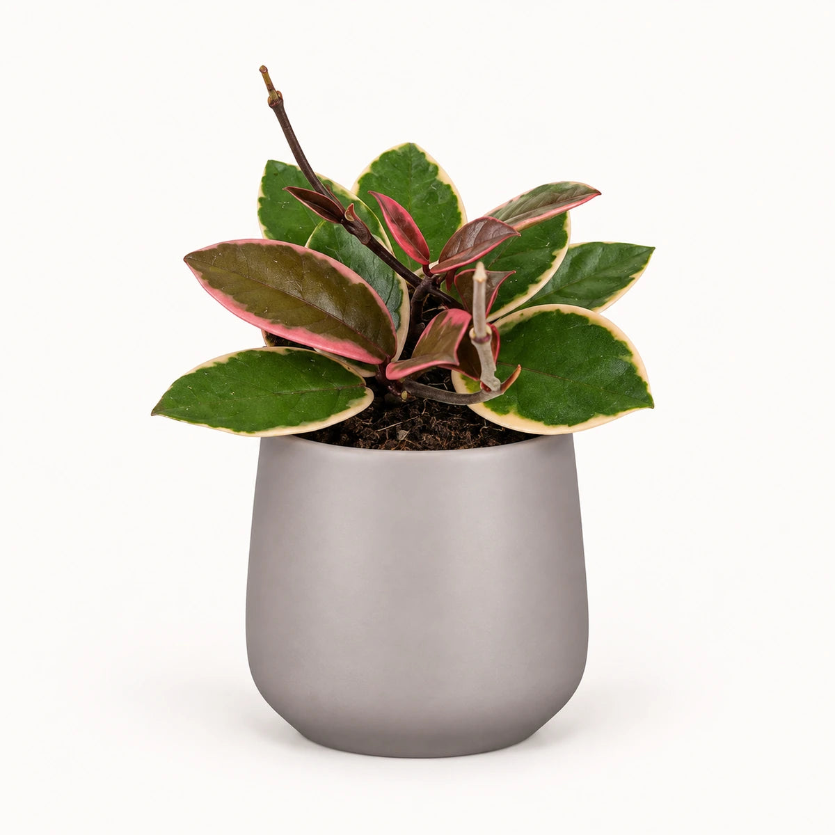 Hoya 'Flamingo Dream' 9cm + Amber taupe matt 8.5cm (1087664)