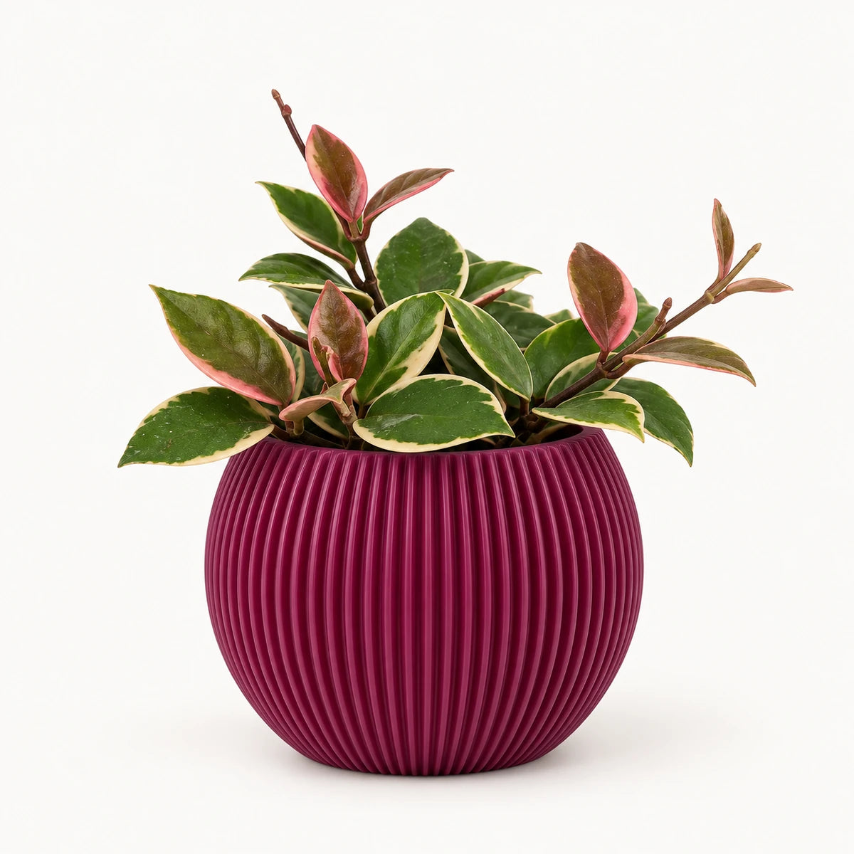 Hoya 'Flamingo Dream' 9cm + Capi Vase ball groove purple 13cm (BGVP109)