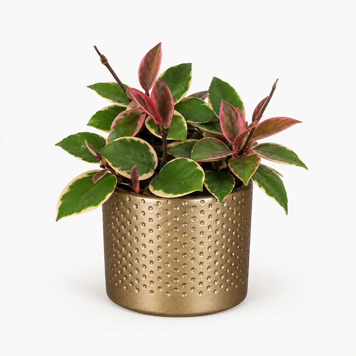 Hoya 'Flamingo Dream' 9cm + Era gold relief 8.5cm (1096073)