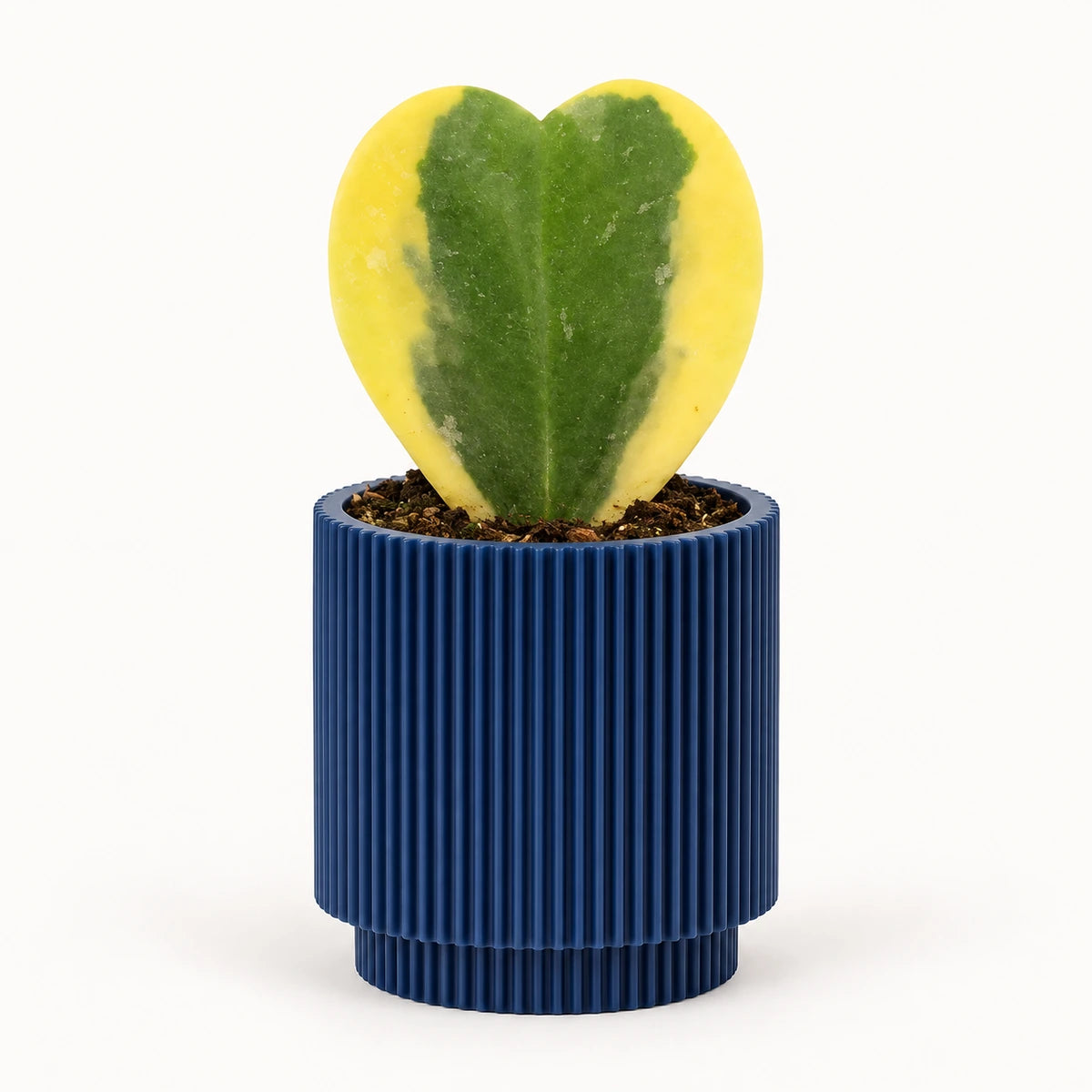 Hoya kerrii 'variegata' 6cm + Capi Vase cylinder groove dark blue 8cm (BGVDB311)
