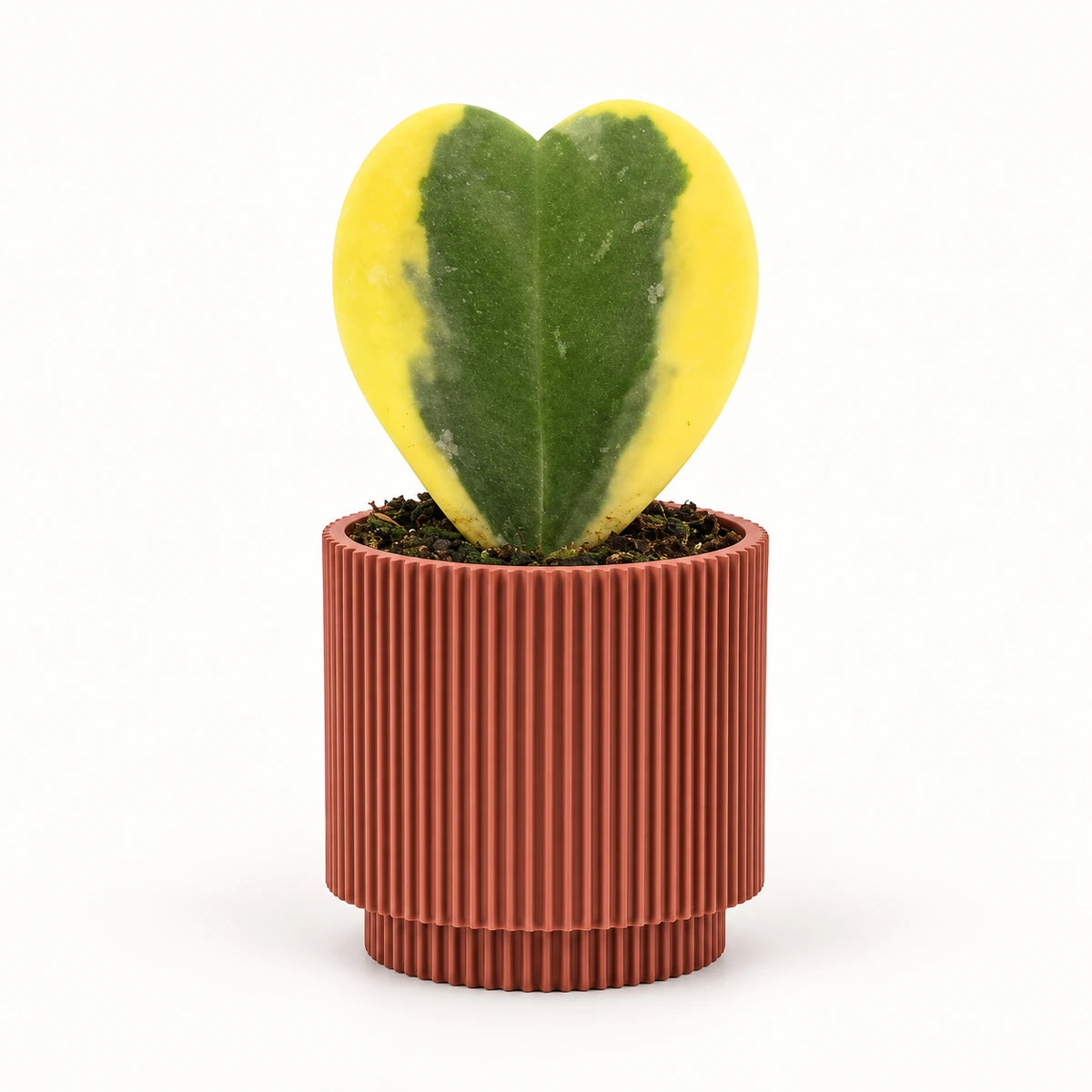 Hoya kerrii 'variegata' 6cm + Capi Vase cylinder groove merlot-red 8cm (BGVMR311)