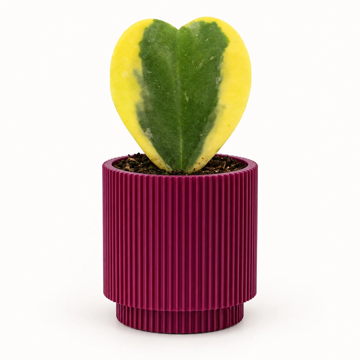 Hoya kerrii 'variegata' 6cm + Capi Vase cylinder groove purple 8cm (BGVP311)