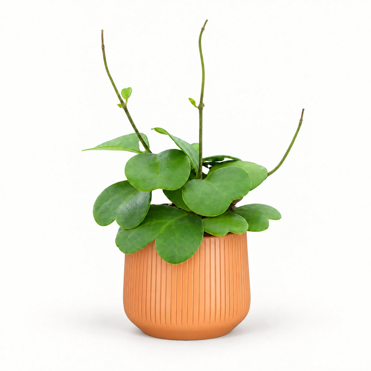 Hoya kerrii with runners 12cm + Amber orange vertical 13cm (1133678)