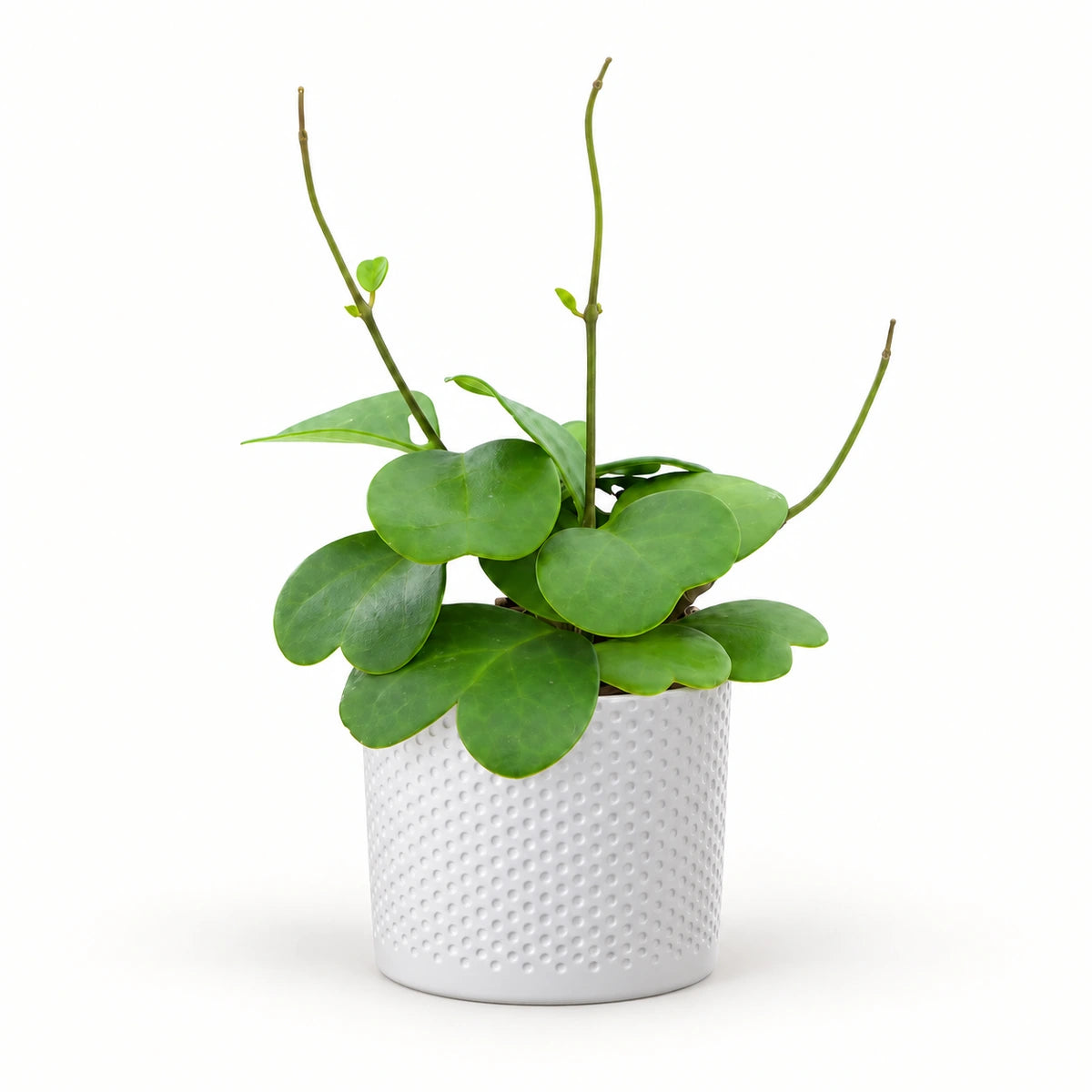 Hoya kerrii with runners 12cm + Era white relief 14cm (1051623)