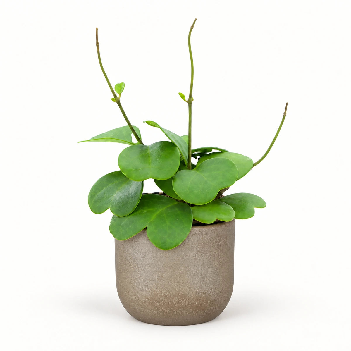 Hoya kerrii with runners 12cm + Nora taupe 14cm (1074613)