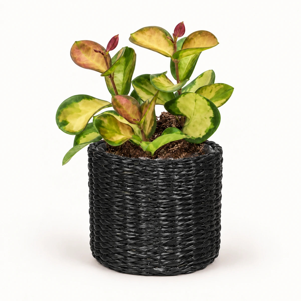 Hoya 'Lisa' 12cm + Alexis black 13cm (1102736) — 3