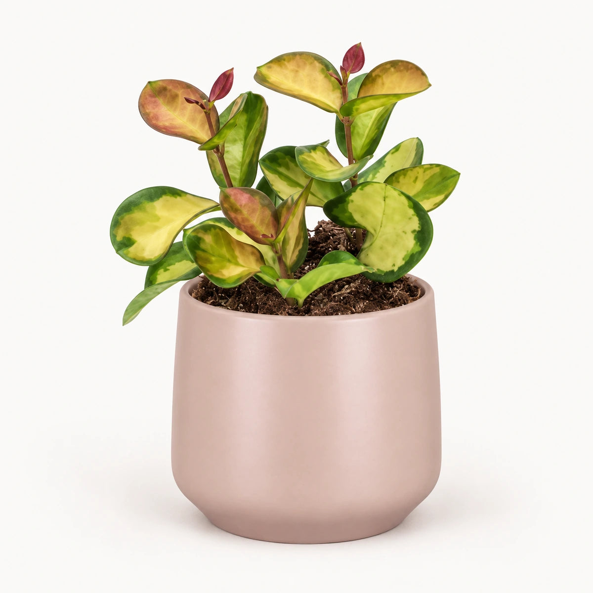 Hoya 'Lisa' 12cm + Amber l. pink matt 13cm (1097325)