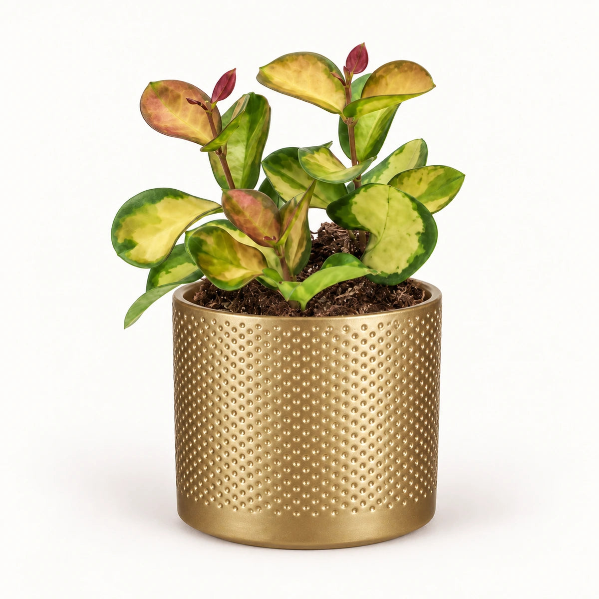 Hoya 'Lisa' 12cm + Era gold relief 14cm (1059868)
