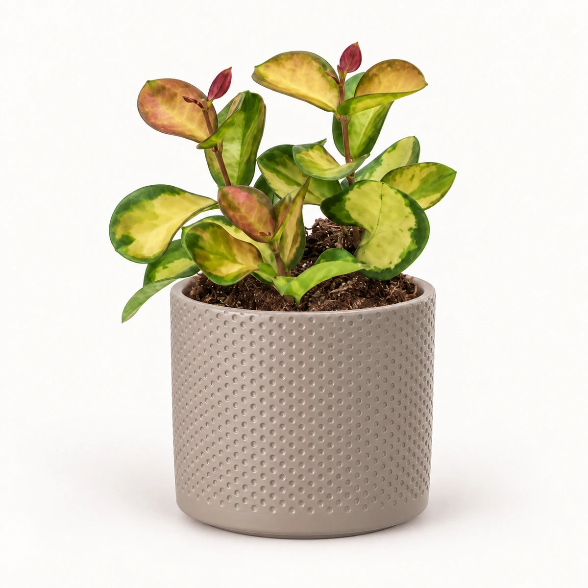 Hoya 'Lisa' 12cm + Era taupe relief 14cm (1051628)