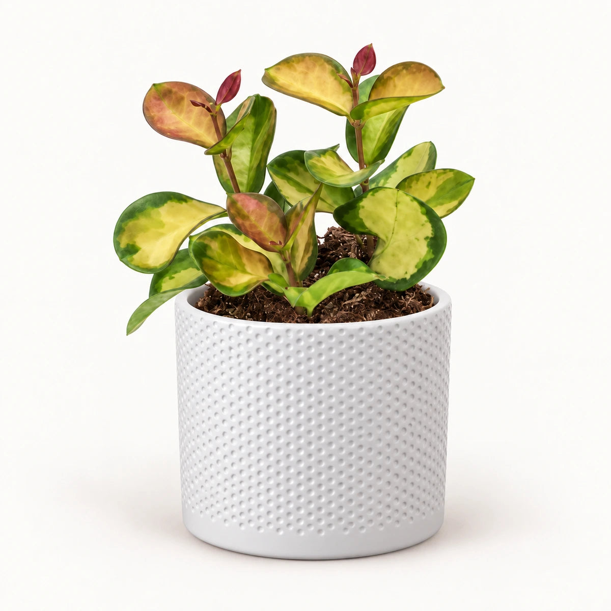Hoya 'Lisa' 12cm + Era white relief 14cm (1051623)
