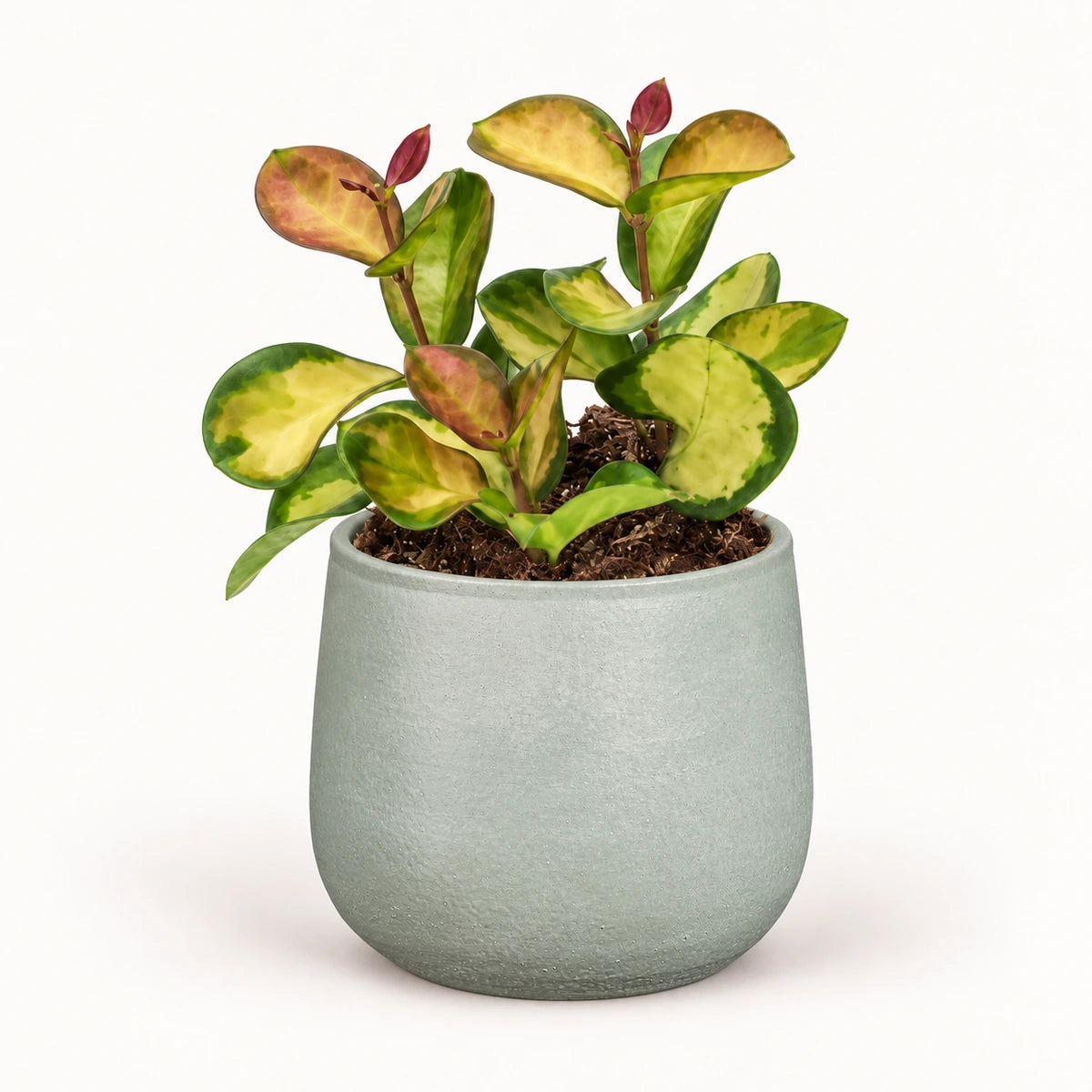 Hoya 'Lisa' 12cm + Sevilla grey 12.5cm (1175801)