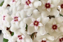 
                  
                    Hoya mathilde 'splash'
                  
                