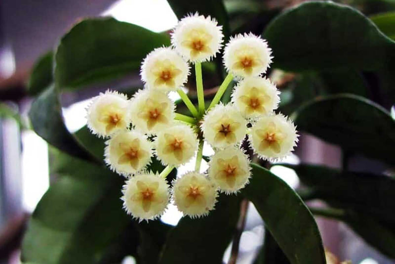 Hoya lacunosa 'Mint'