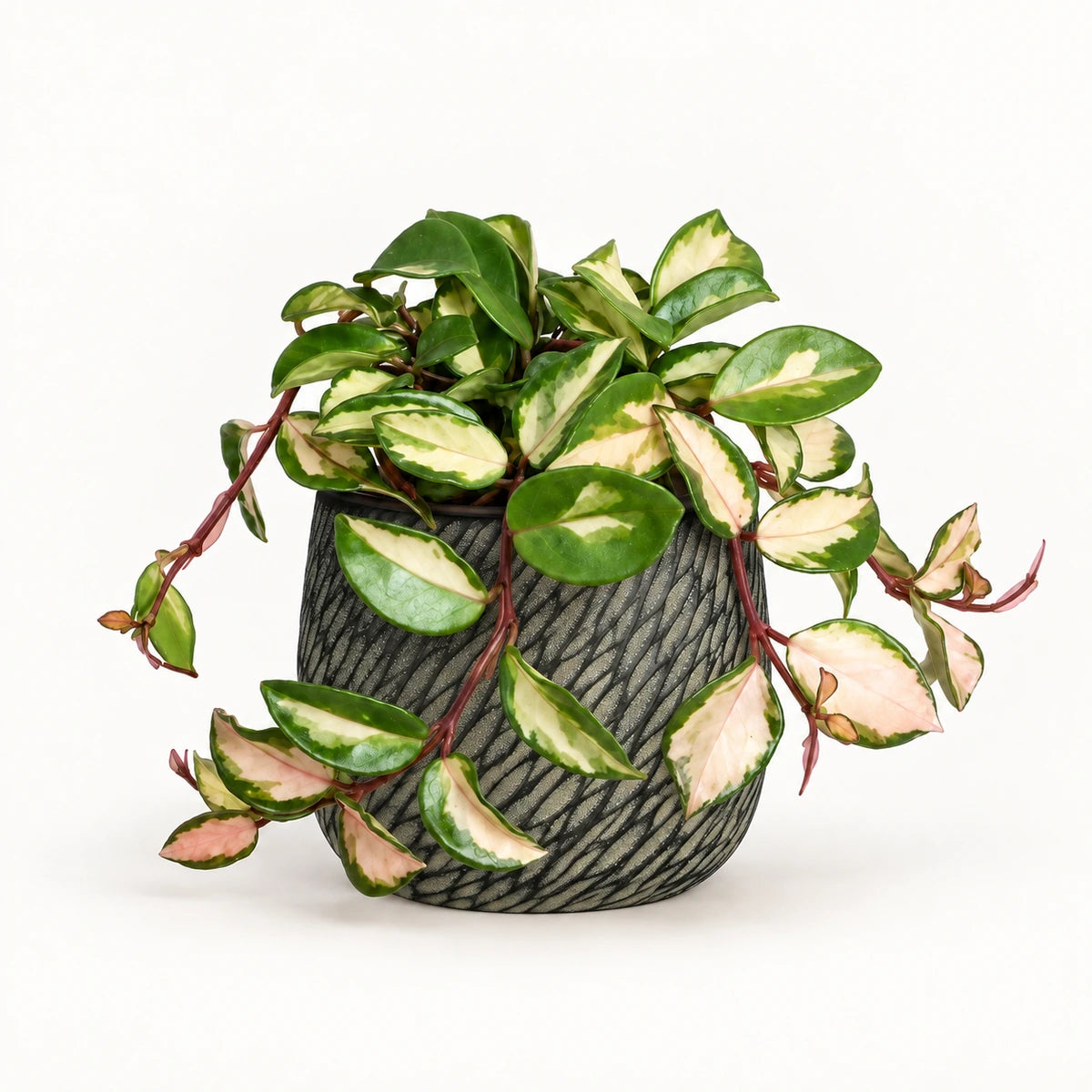 Hoya 'tricolor' 12cm + Elio anthracite 12.5cm (1163962)