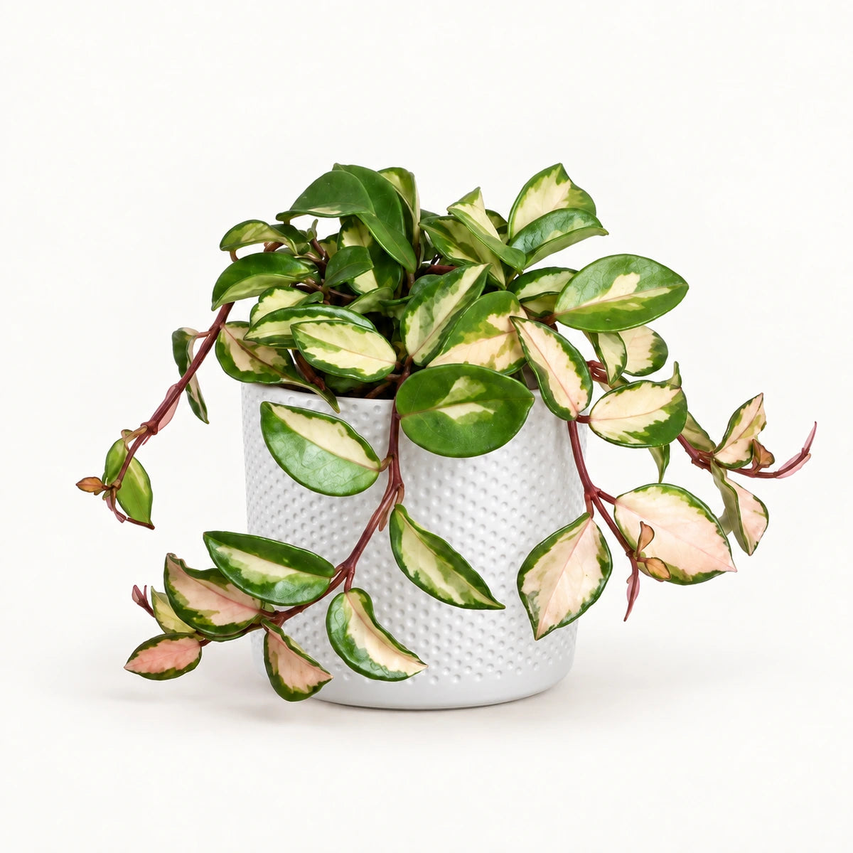 Hoya 'tricolor' 12cm + Era white relief 14cm (1051623)