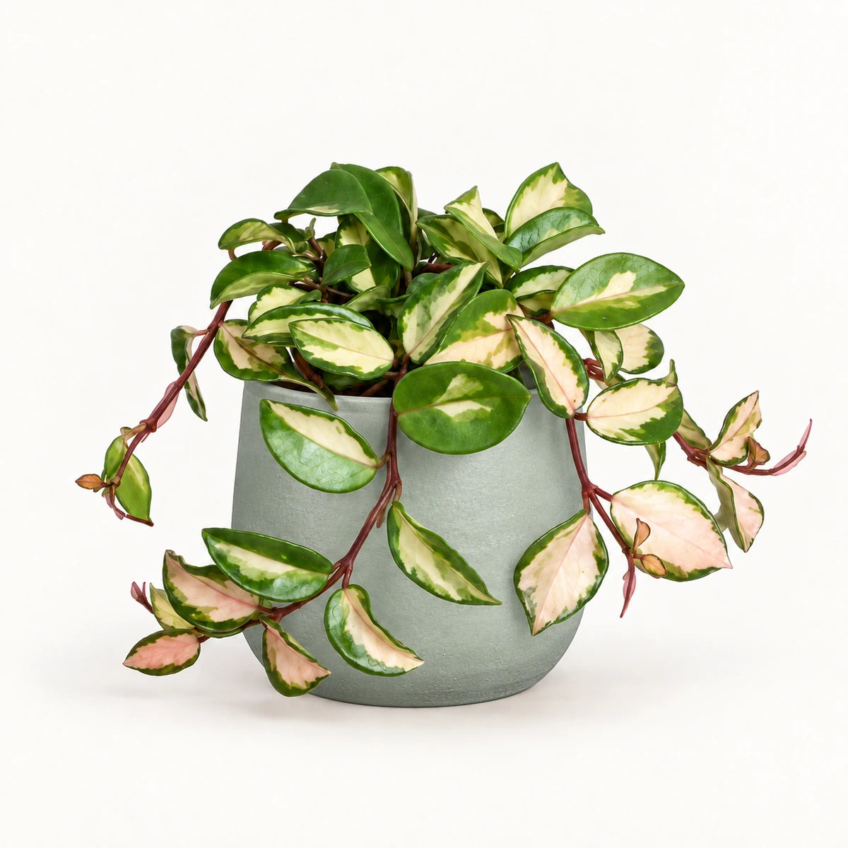 Hoya 'tricolor' 12cm + Sevilla grey 12.5cm (1175801)