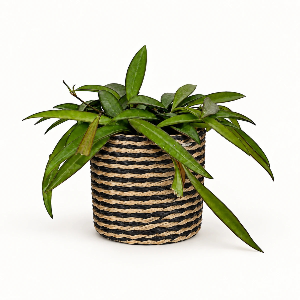 Hoya wayetii 12cm + Alexis black 13cm (1102736)