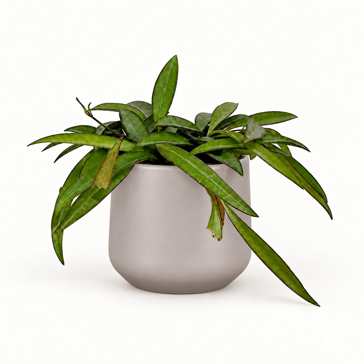 Hoya wayetii 12cm + Amber taupe matt 12cm (1087665)
