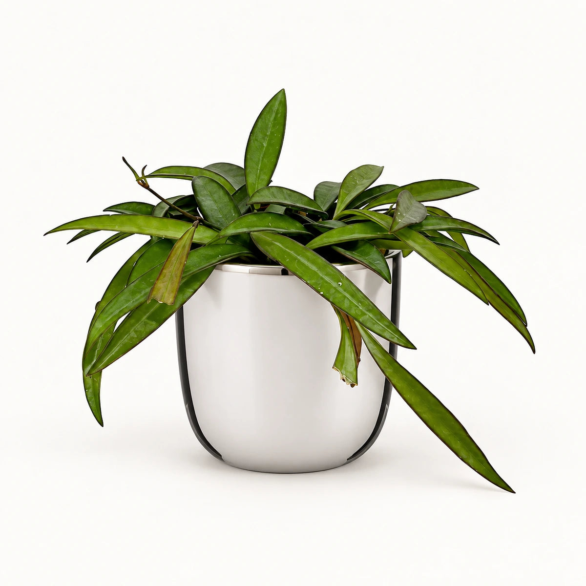 Hoya wayetii 12cm + Chaz silver 13.5cm (116701)