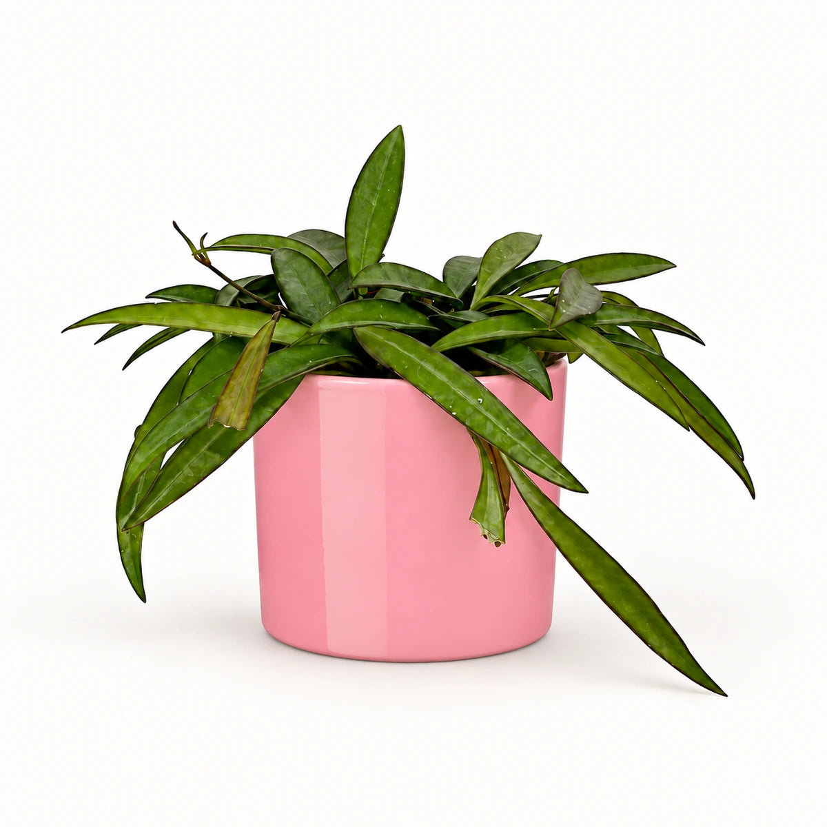 Hoya wayetii 12cm + Era pink 12cm (1135539)