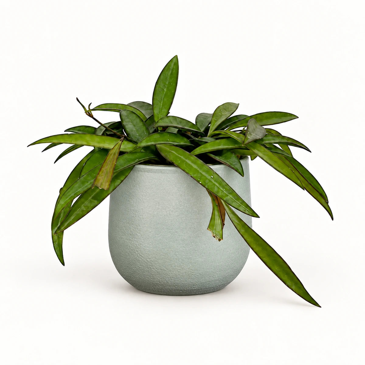 Hoya wayetii 12cm + Sevilla grey 12.5cm (1175801)