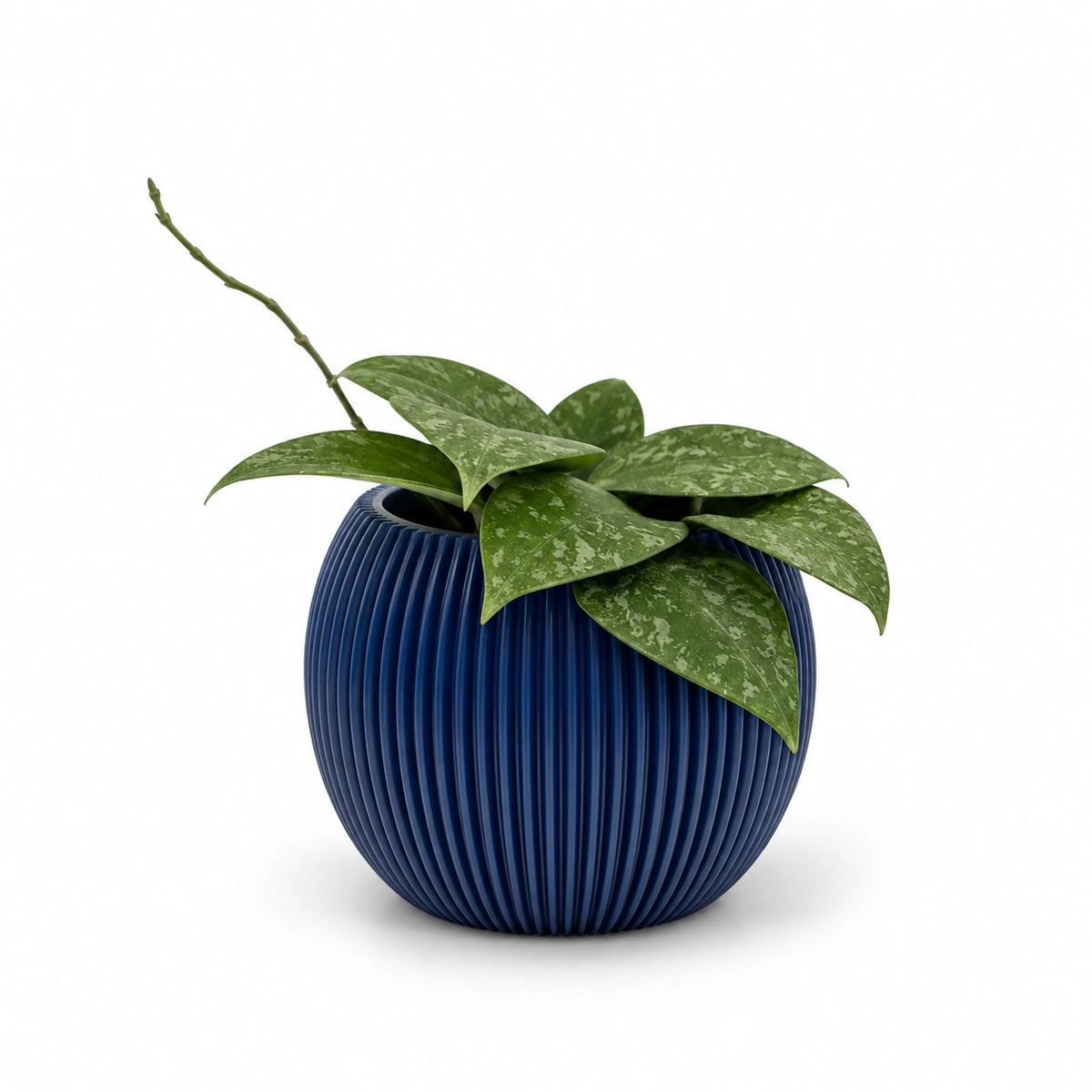 Hoya wibergiae 9cm + Capi Vase ball groove dark blue 13cm (BGVDB109)