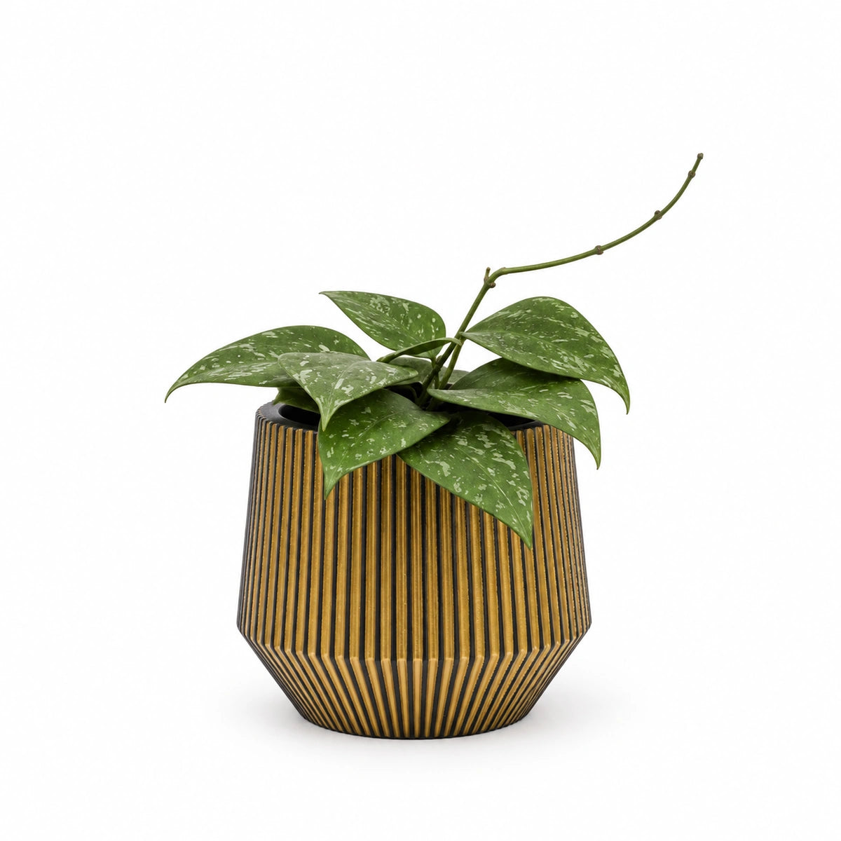 Hoya wibergiae 9cm + Capi Vase cylinder geo groove black-gold 13cm (BGVGB332)