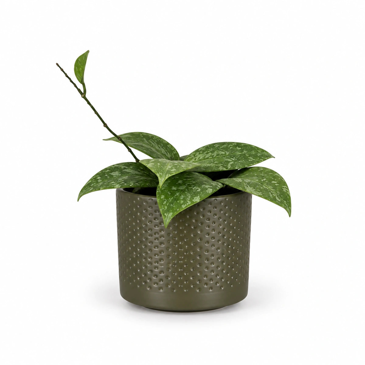 Hoya wibergiae 9cm + Era green relief 8.5cm (1096064)