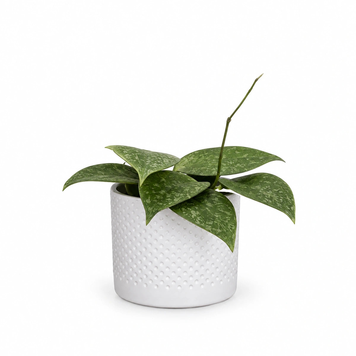 Hoya wibergiae 9cm + Era white relief 8.5cm (1096055)