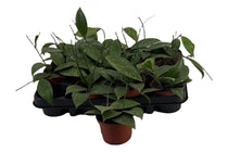 
                  
                    Hoya wibergiae 9cm — αρχική φωτογραφία προμηθευτή.
                  
                