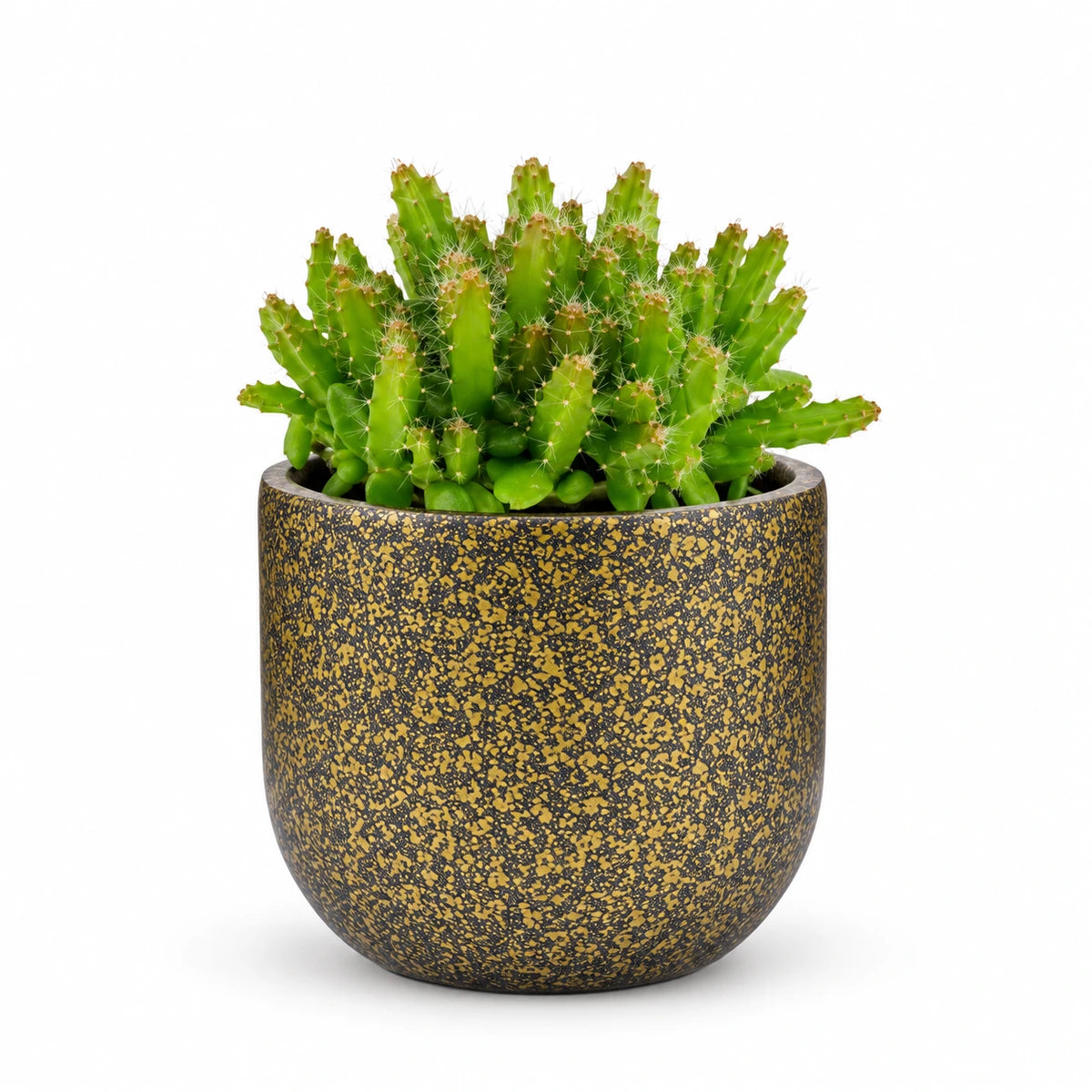 Hylocereus undatus 5.5cm + Capi Planter ball Terrazzo gold 8cm (BTZG131)