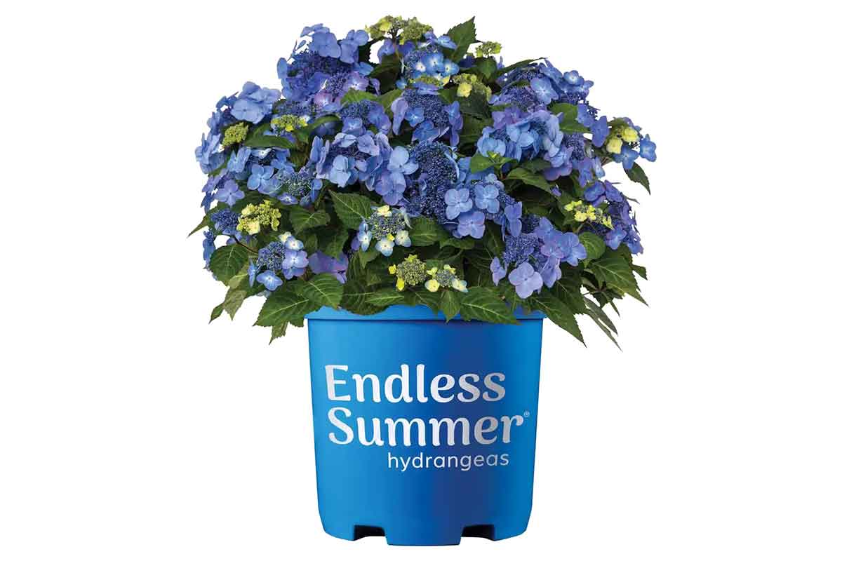 Hydrangea Endless Summer® 'Pop Star blue' 