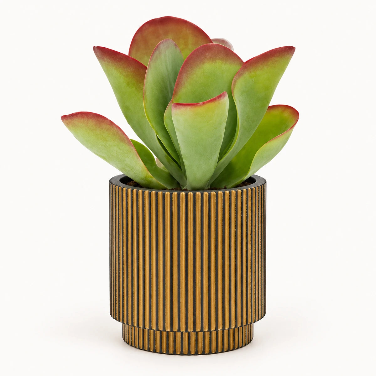 Kalanchoe 'Flapjack' 10.5cm + Capi Vase cylinder groove black-gold 11cm (BGVGB312)